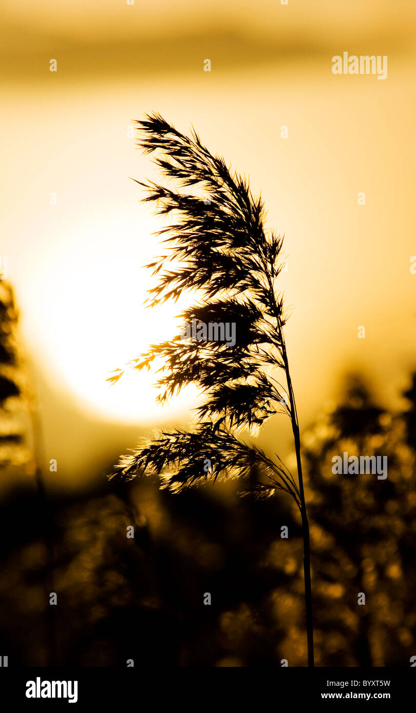 Phragmites australis seed head silhouetted against the setting sun Stock Photo