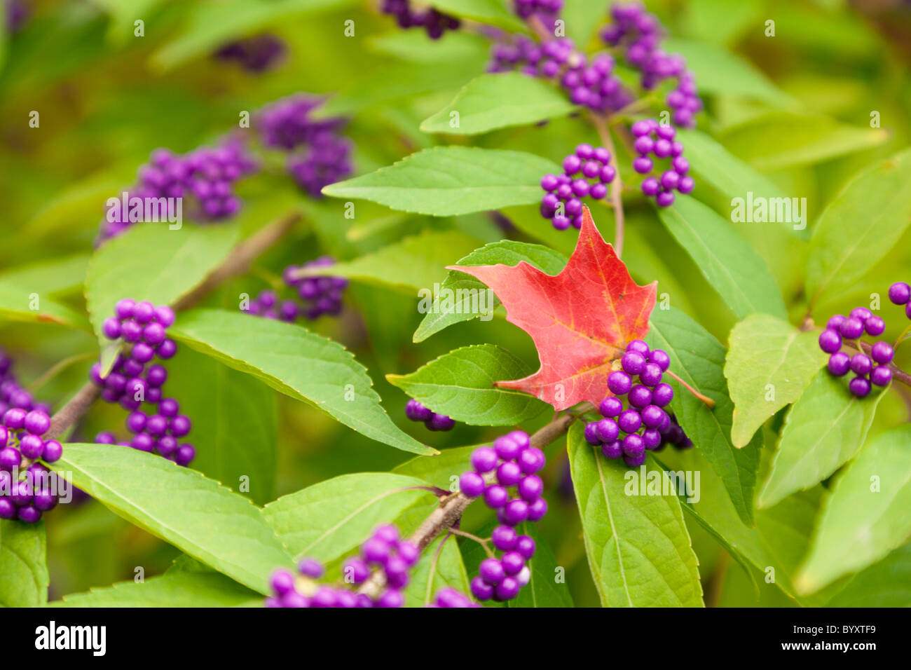 Beautyberry bush Stock Photo