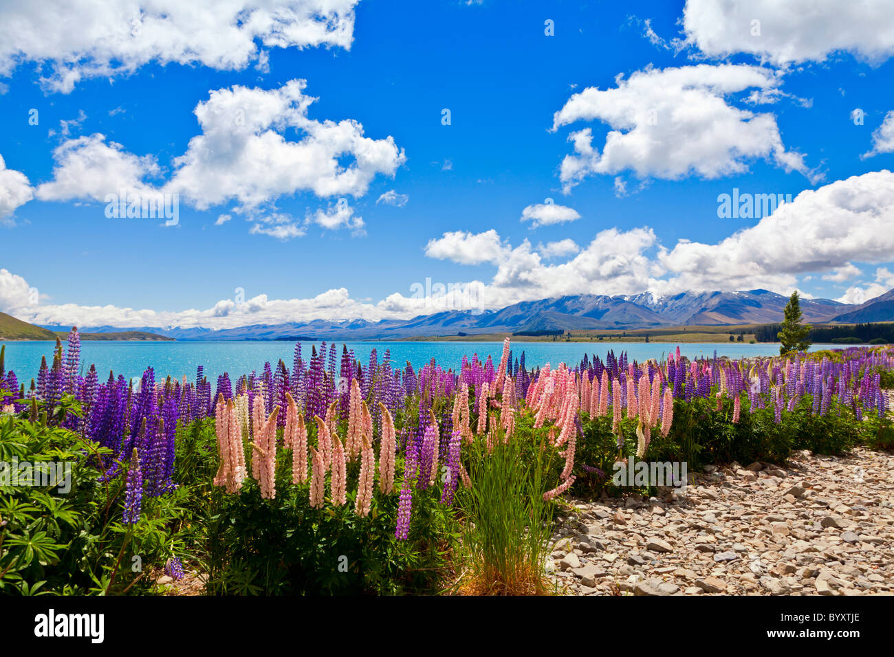 Lupin wildflowers on the shore of lake Tekapo in New Zealand Stock Photo