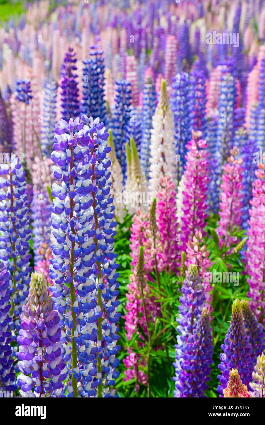 Wildflowers pink purple hi-res stock photography and images - Alamy