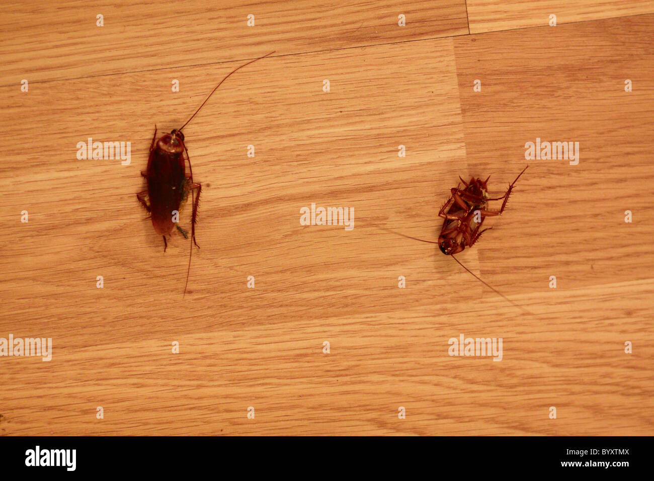 Cockroaches hires stock photography and images Alamy