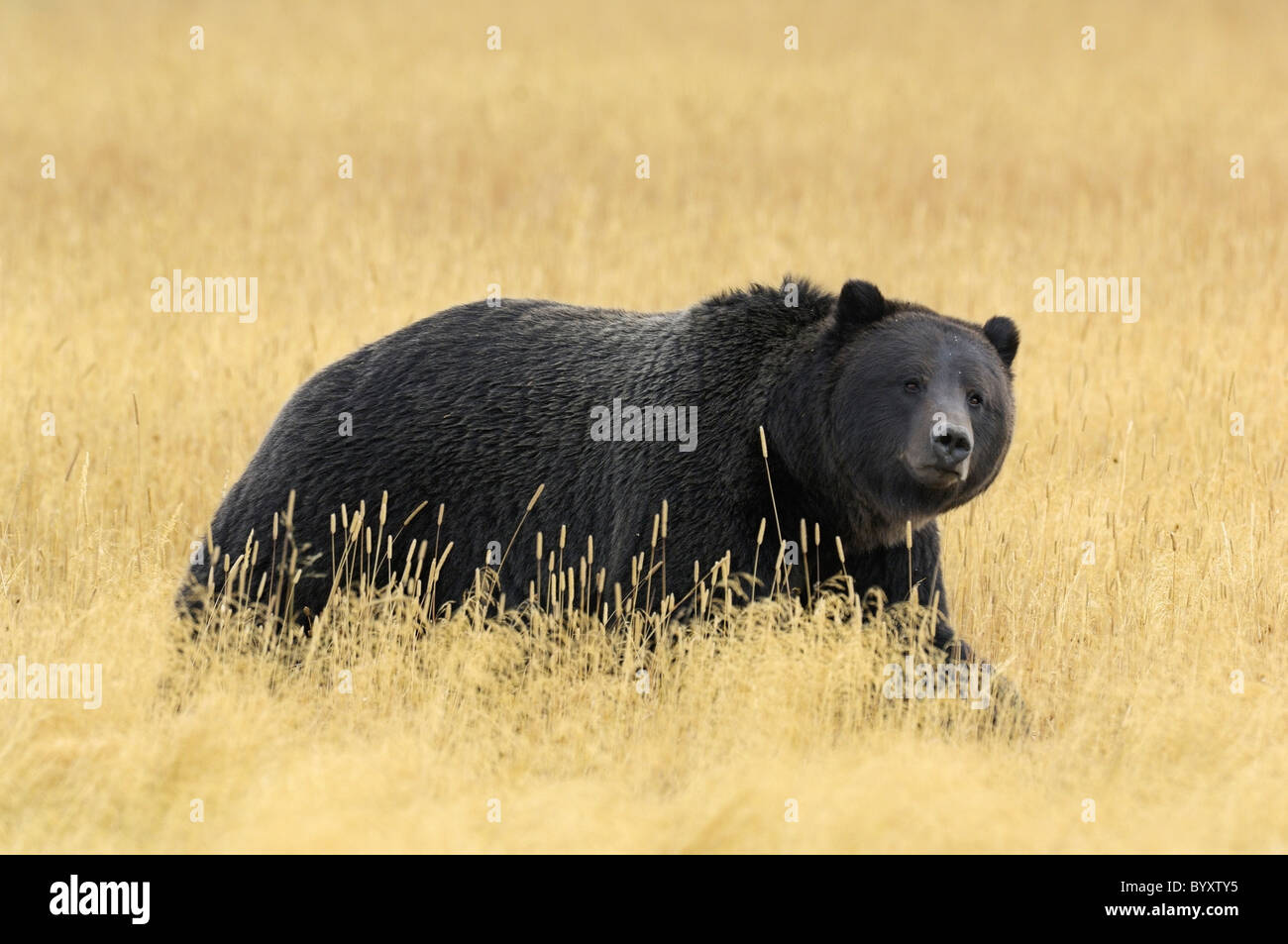 Beautiful black Grizzly Bear in the tall golden grasses of autumn in
