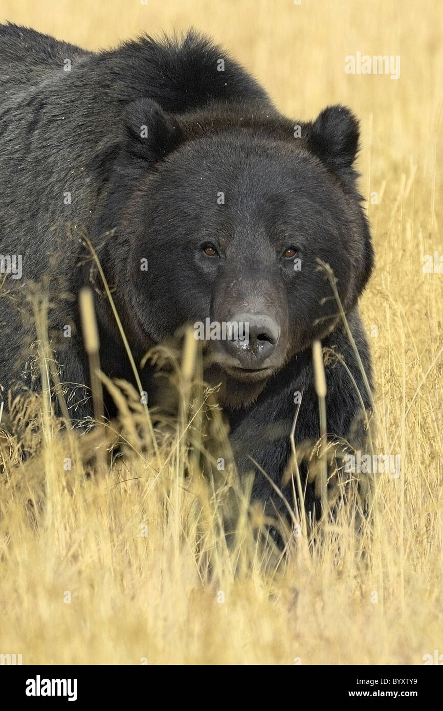 Beautiful black Grizzly Bear in the tall golden grasses of autumn in Yellowstone National Park. Stock Photo