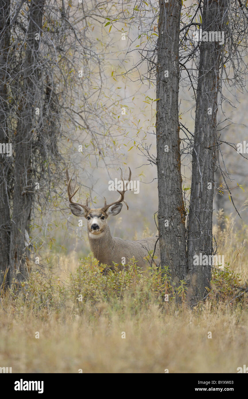 Majestic mule deer buck in magical old-growth forest. Stock Photo