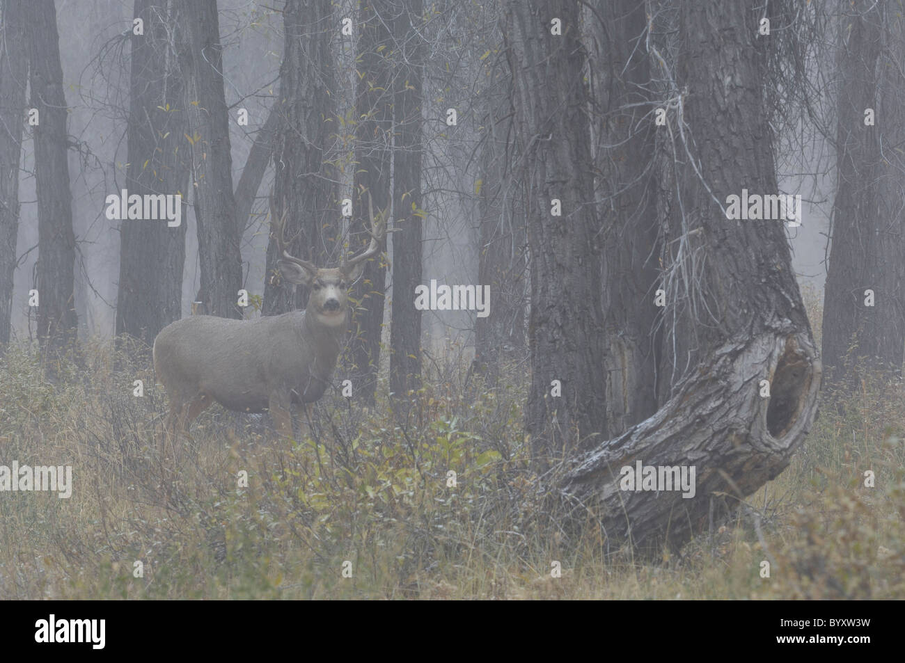 Majestic mule deer buck in foggy old-growth forest. Stock Photo