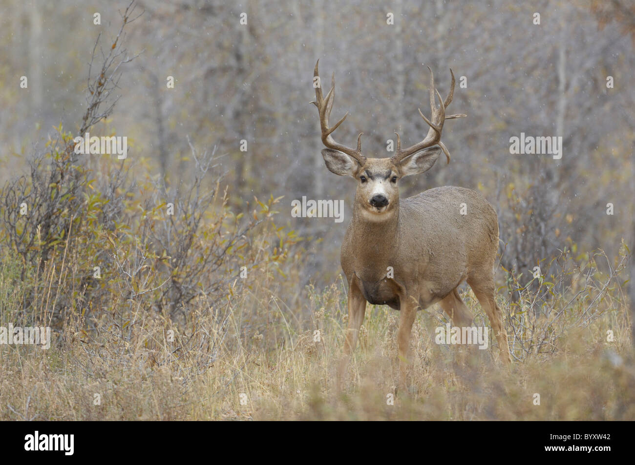 Majestic mule deer buck in forest meadow. Stock Photo