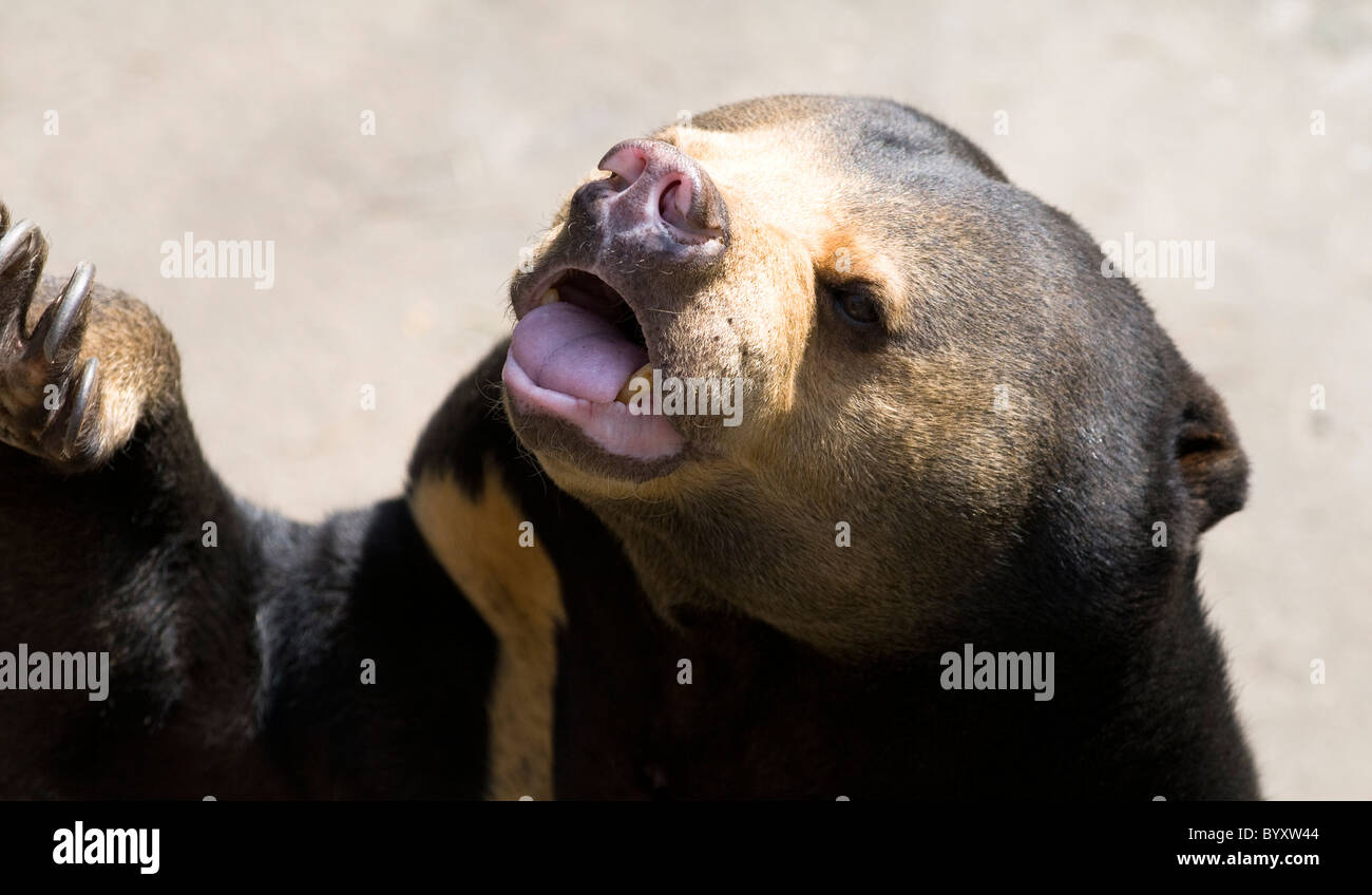 A Sun Bear ( Honey Bear Stock Photo Alamy