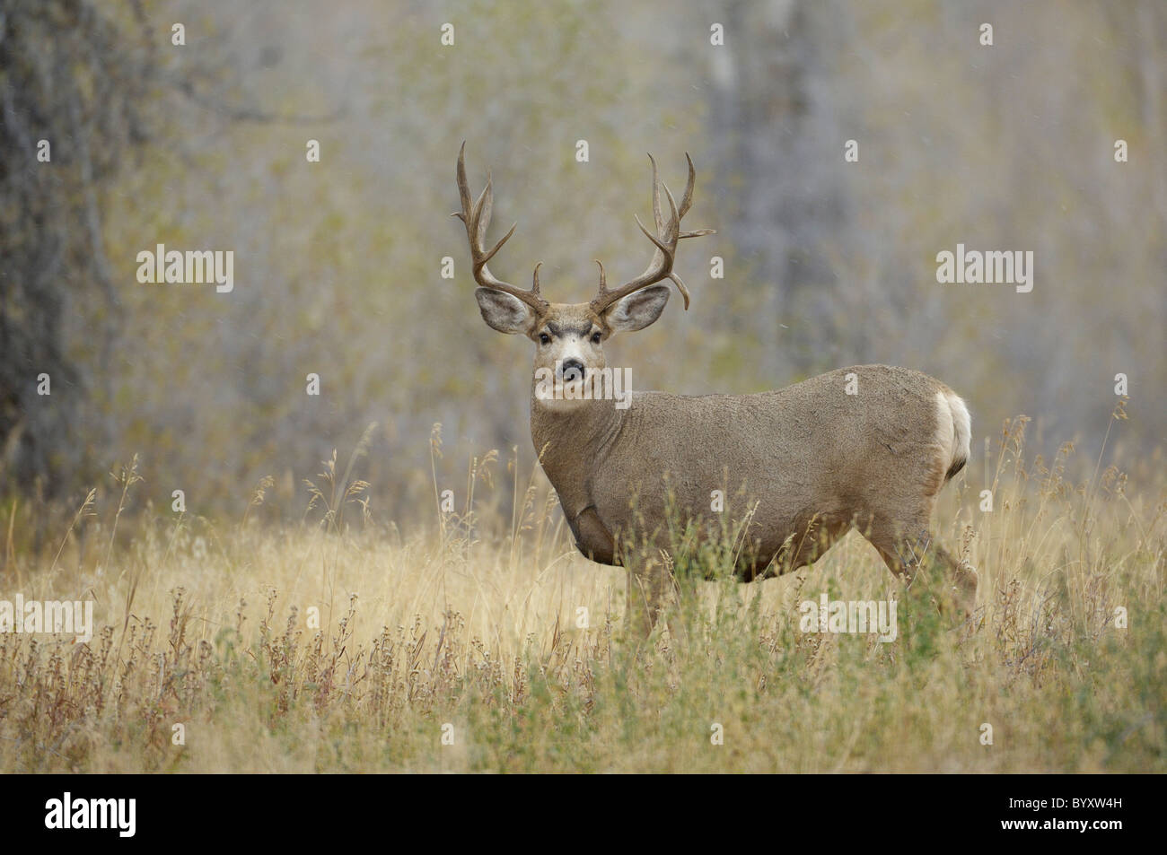 Majestic mule deer buck in a forest clearing. Stock Photo