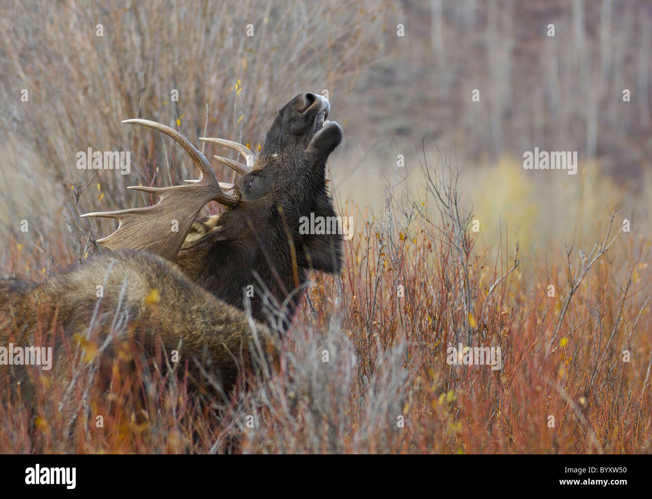 Bull Moose Flehmen Response (lip curl) in Grand Teton National Park. Stock Photo