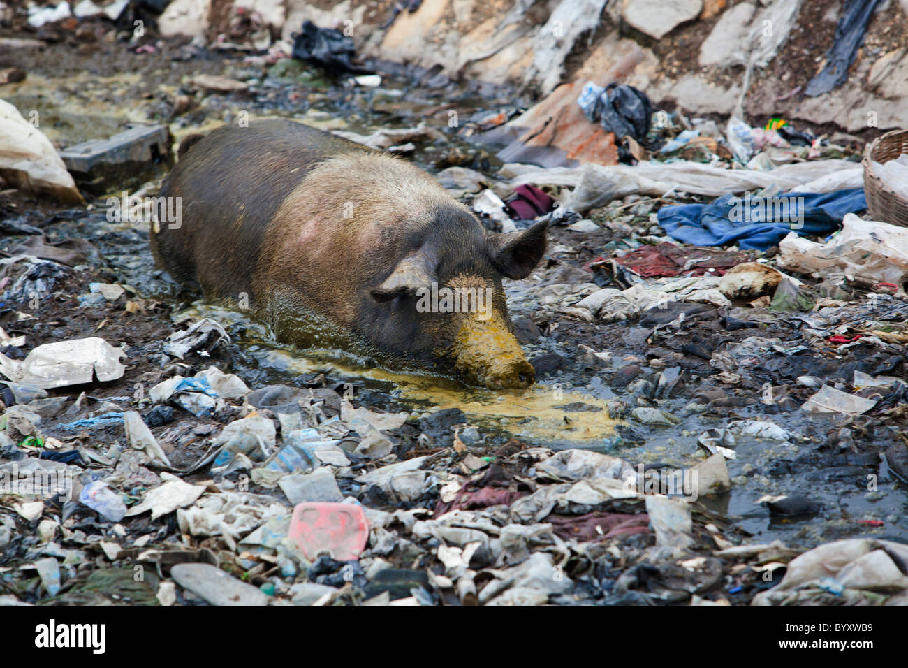 after the earthquake, the pigs can't resist the ditches that are open sewers; port-au-prince, haiti Stock Photo