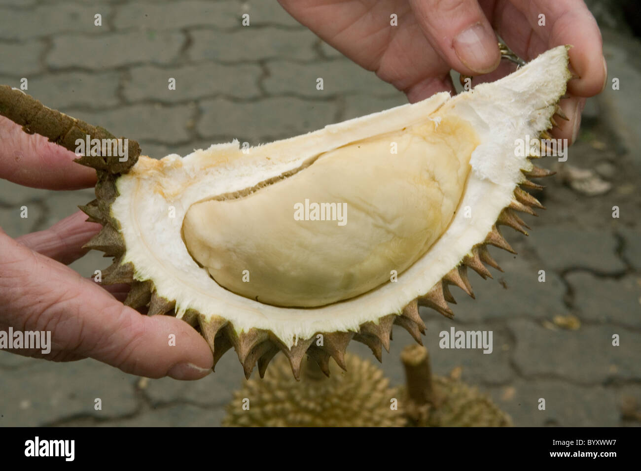 Durian fruit inside husk Stock Photo