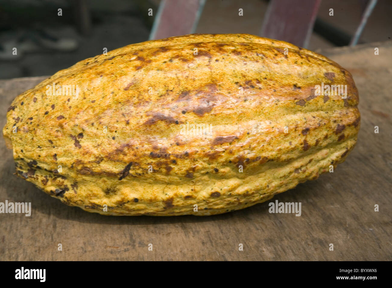 Ripe Cacao pod Stock Photo