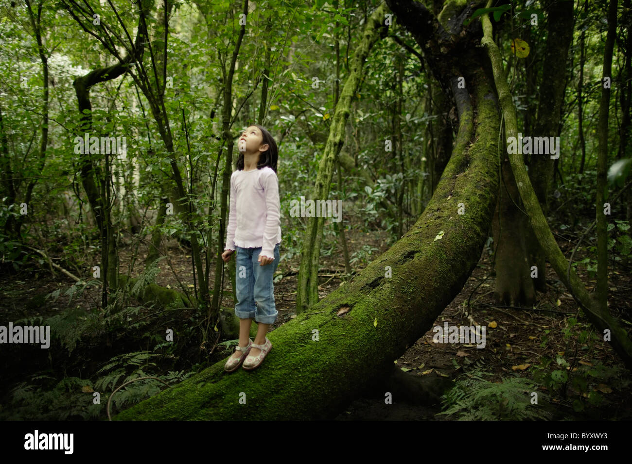 Looking up at forest canopy hi-res stock photography and images - Alamy