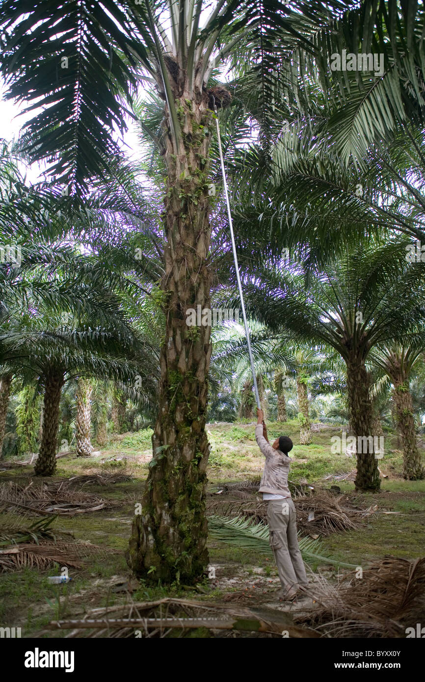 Indonesia Sumatra Harvesting Palm Oil fruit Stock Photo