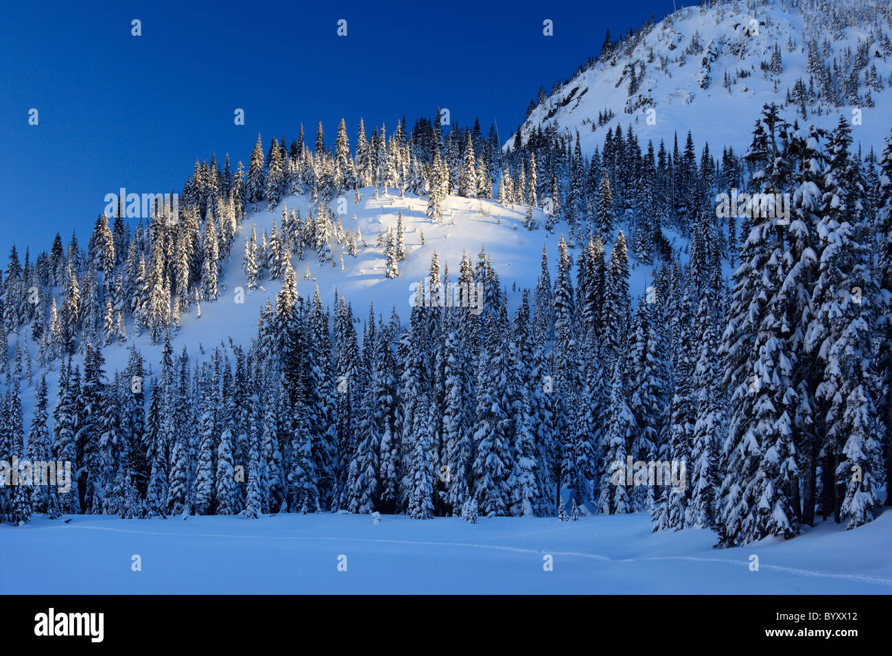 Mount Rainier National Park becomes a winter wonderland in winter, with snow covered trees and trails for snowshoeing or skiing Stock Photo