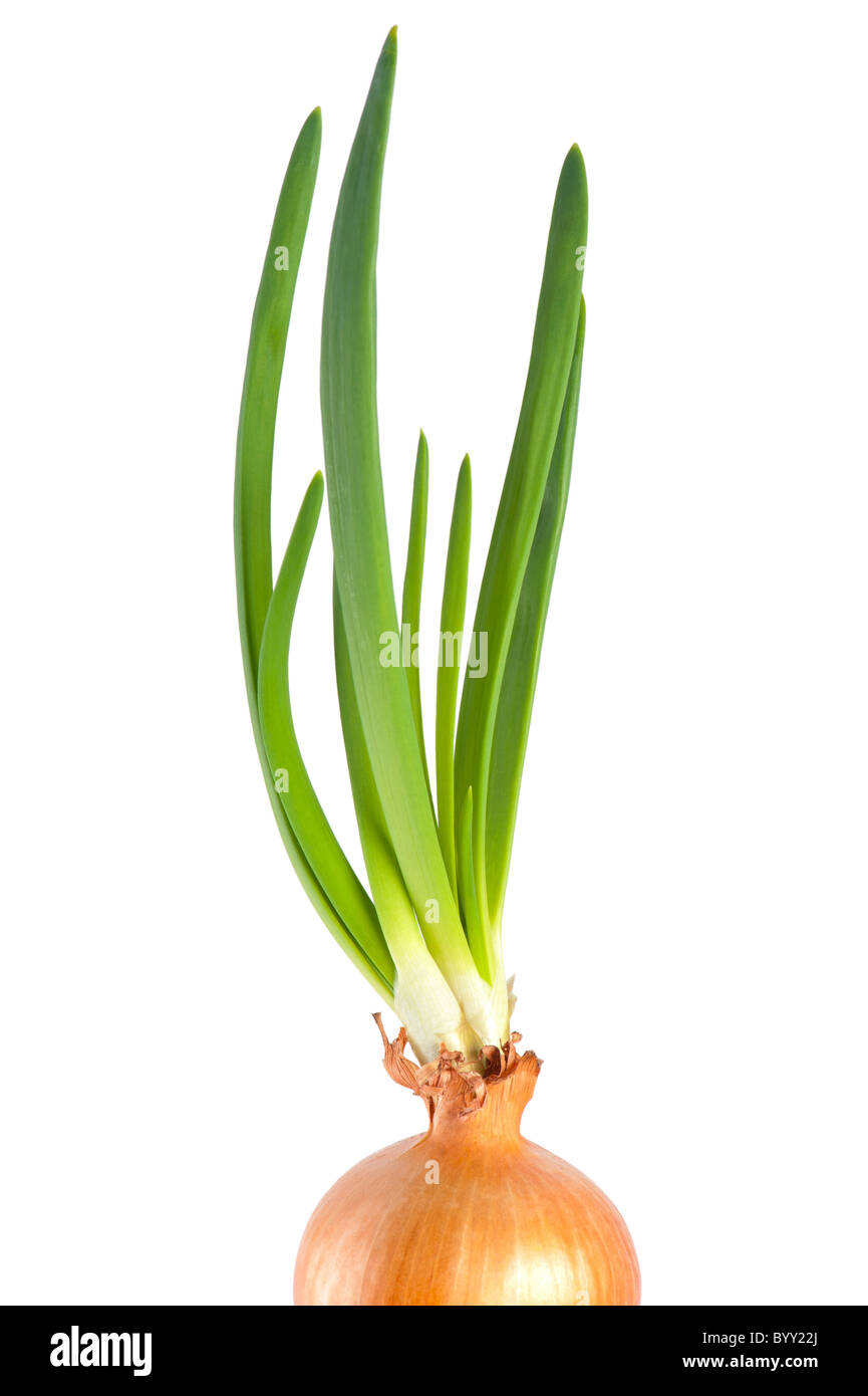 Growing onion bulb with fresh green sprouts Stock Photo Alamy