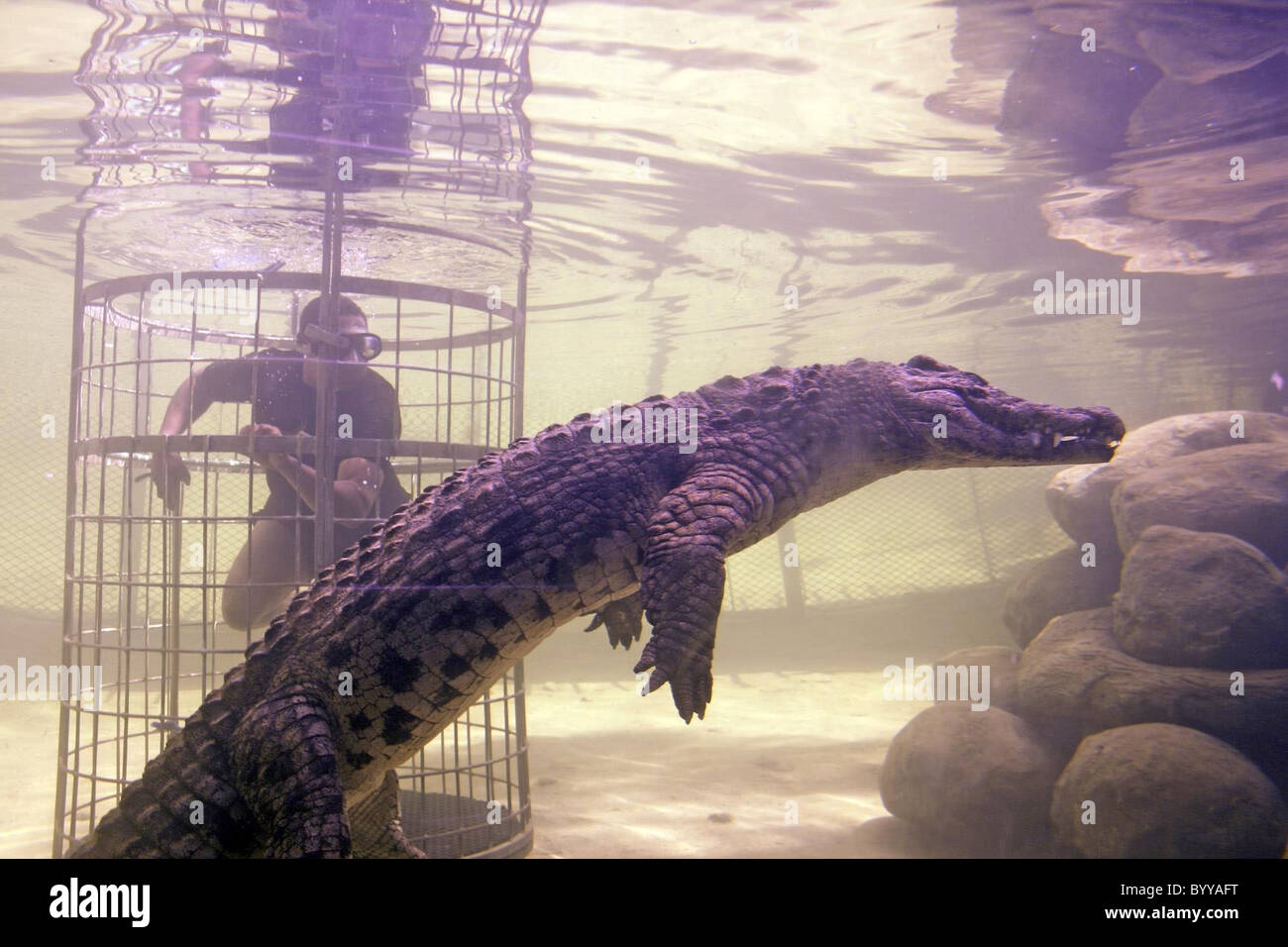 Diving with crocodiles The Cango Wildlife Ranch in South Africa allows