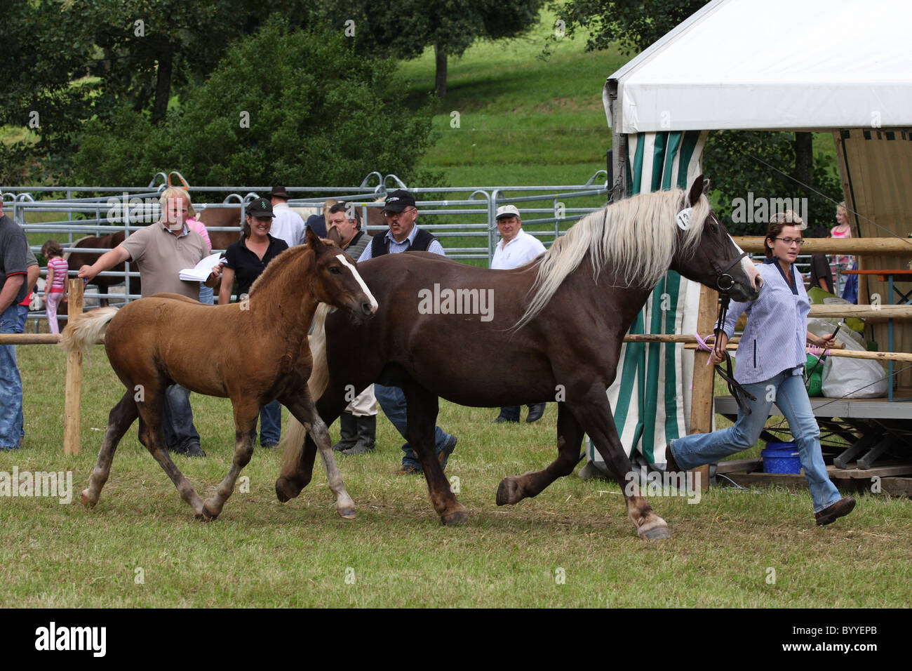 Two cold blooded horses hires stock photography and images Alamy Two cold blooded horses hires stock photography and images Alamy