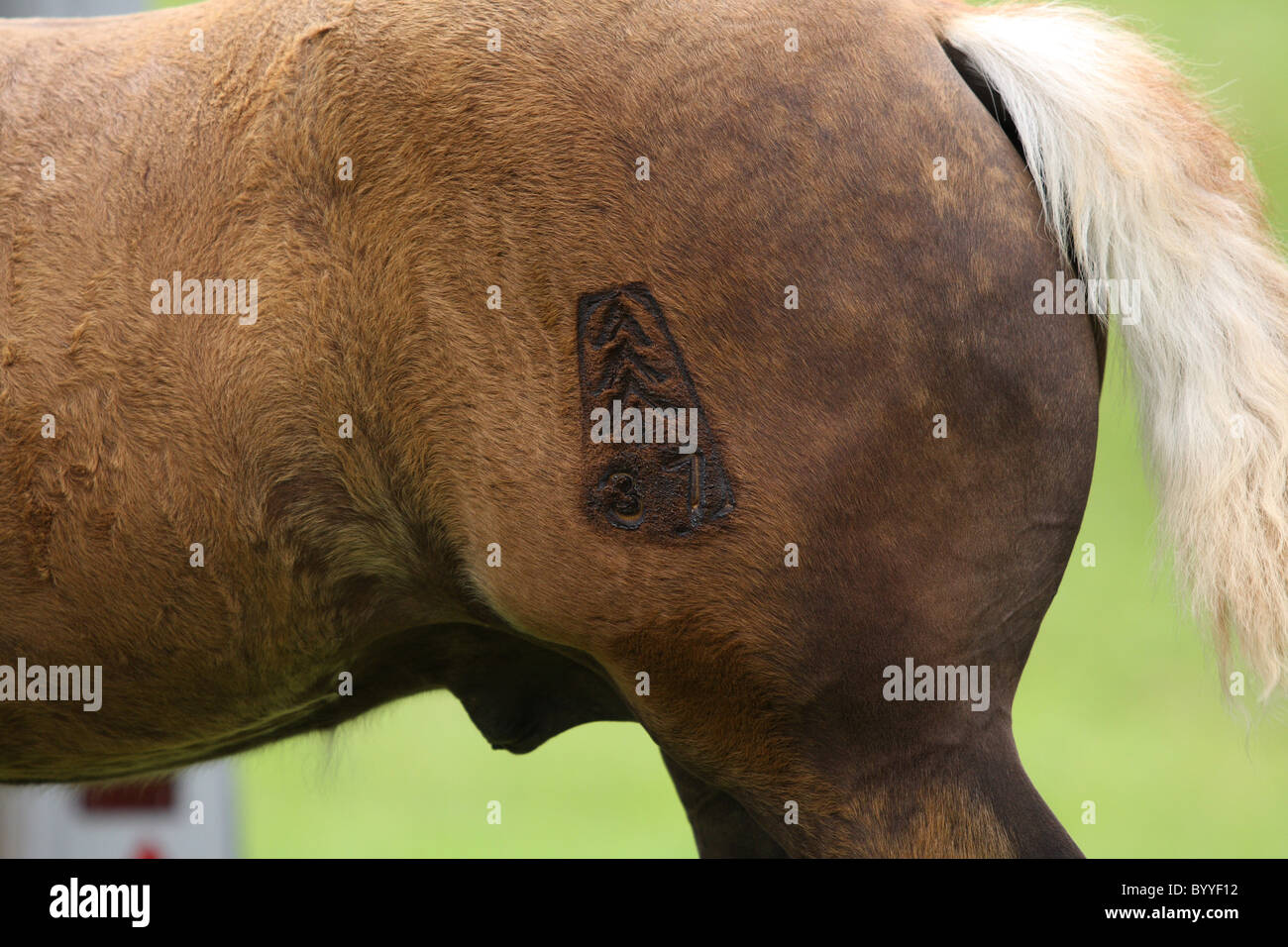 Horse branding hires stock photography and images Alamy