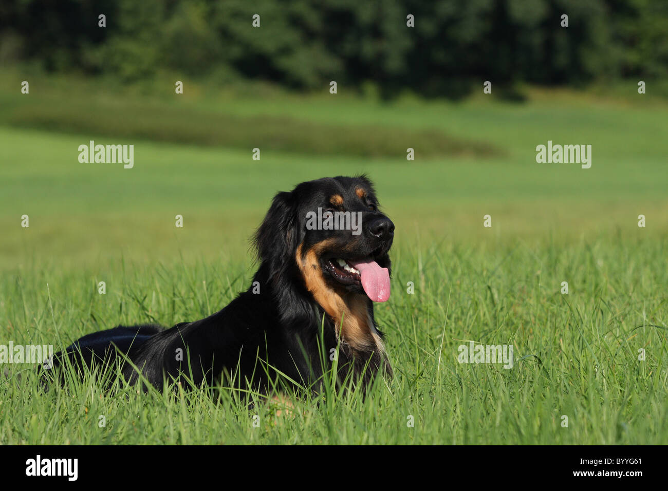 Brown hovawart dog laying hi-res stock photography and images - Alamy