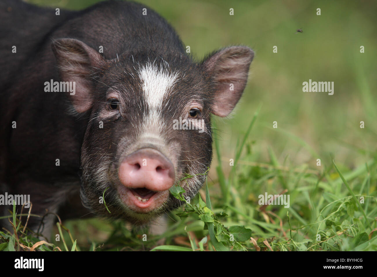 A single pot bellied pig hires stock photography and images Alamy