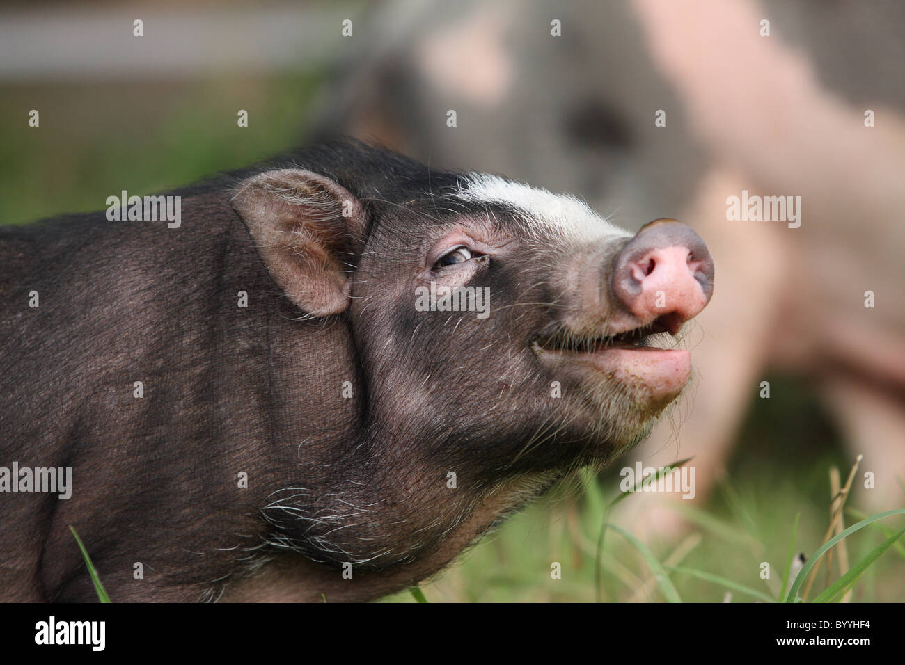 pot-bellied pig Stock Photo