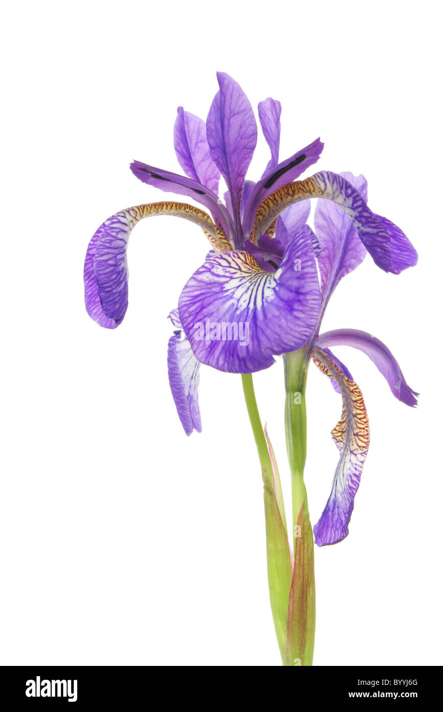 blue iris flower isolated against a white background Stock Photo
