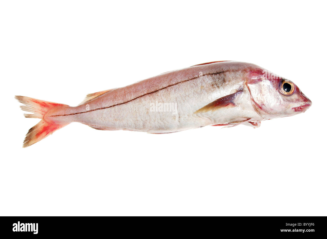 Whole haddock fish isolated on white Stock Photo