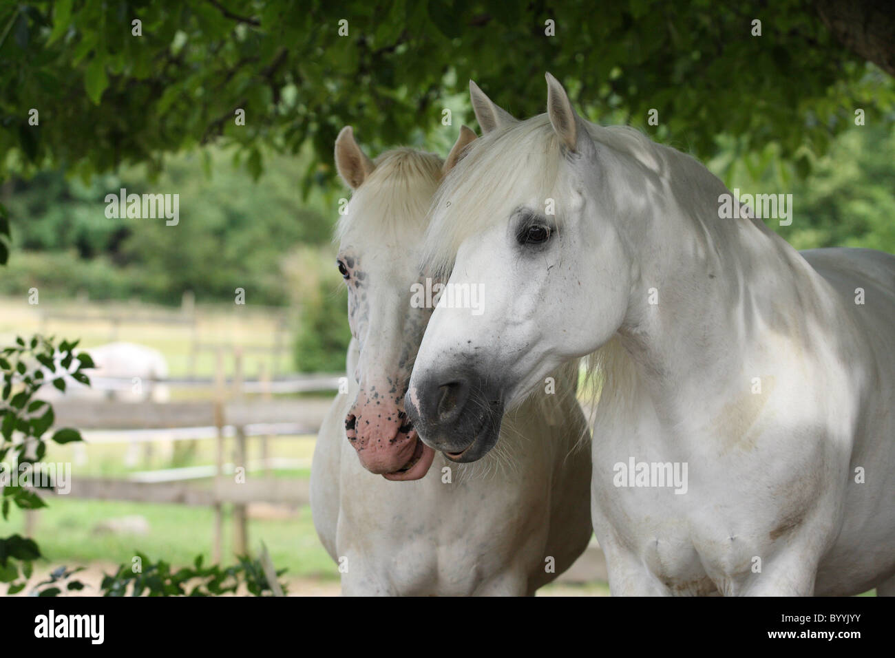 Pony ponies two hi-res stock photography and images - Alamy