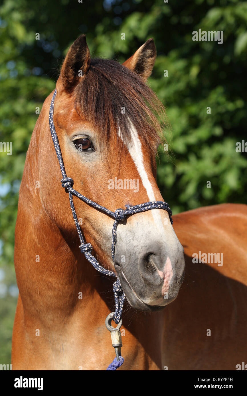 Pony Portrait Stock Photo