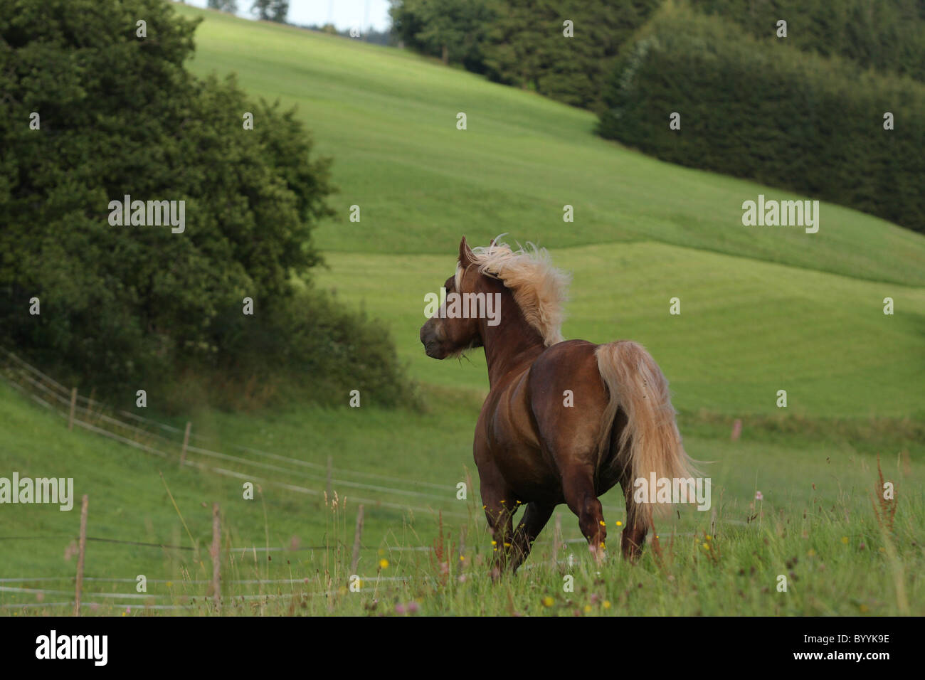 black forest horse Stock Photo