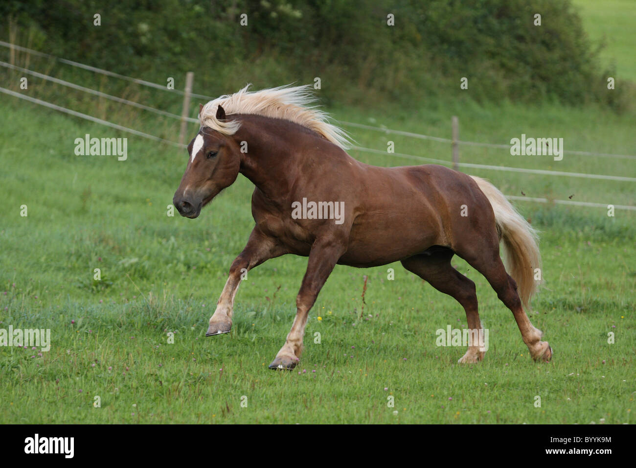 black forest horse Stock Photo Alamy