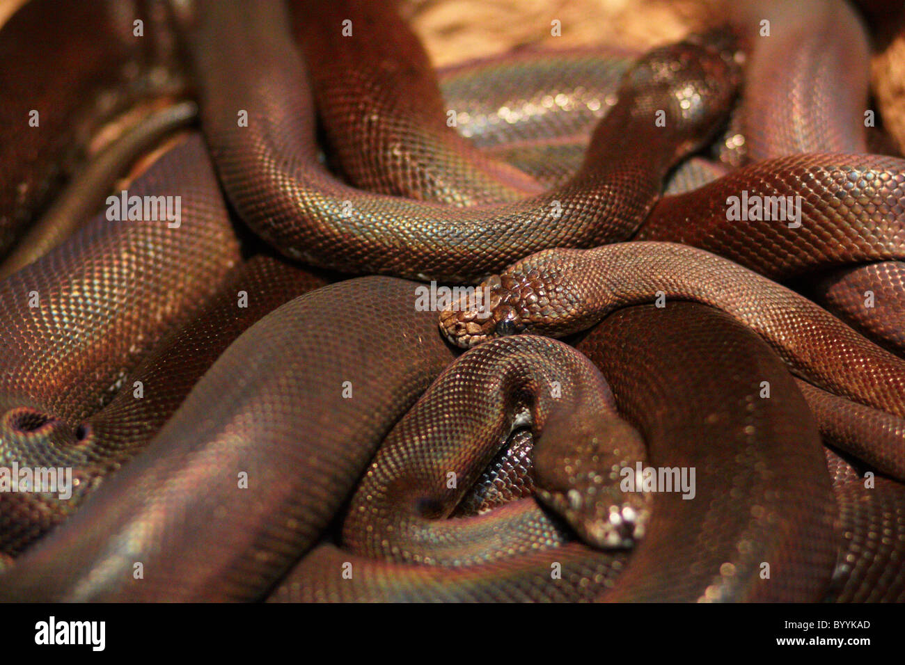 snakes congregating Stock Photo