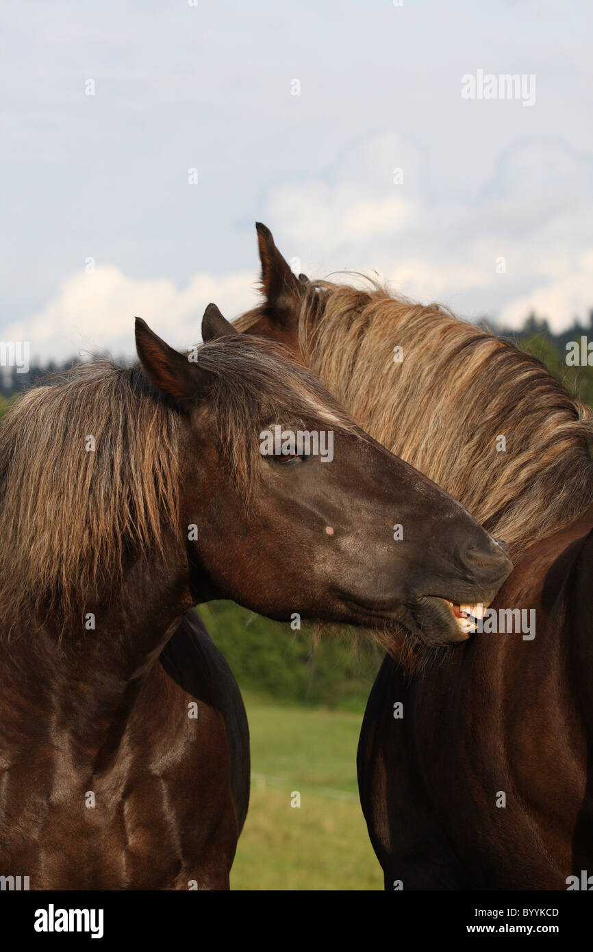 black forest horse Stock Photo Alamy