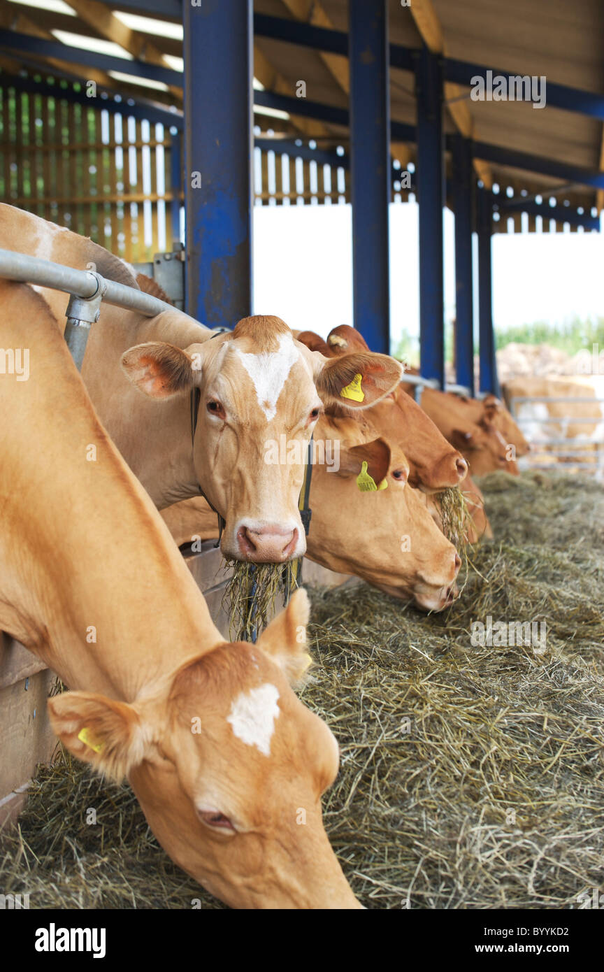 cattle awaiting milking on dairy farm in Suffolk Stock Photo