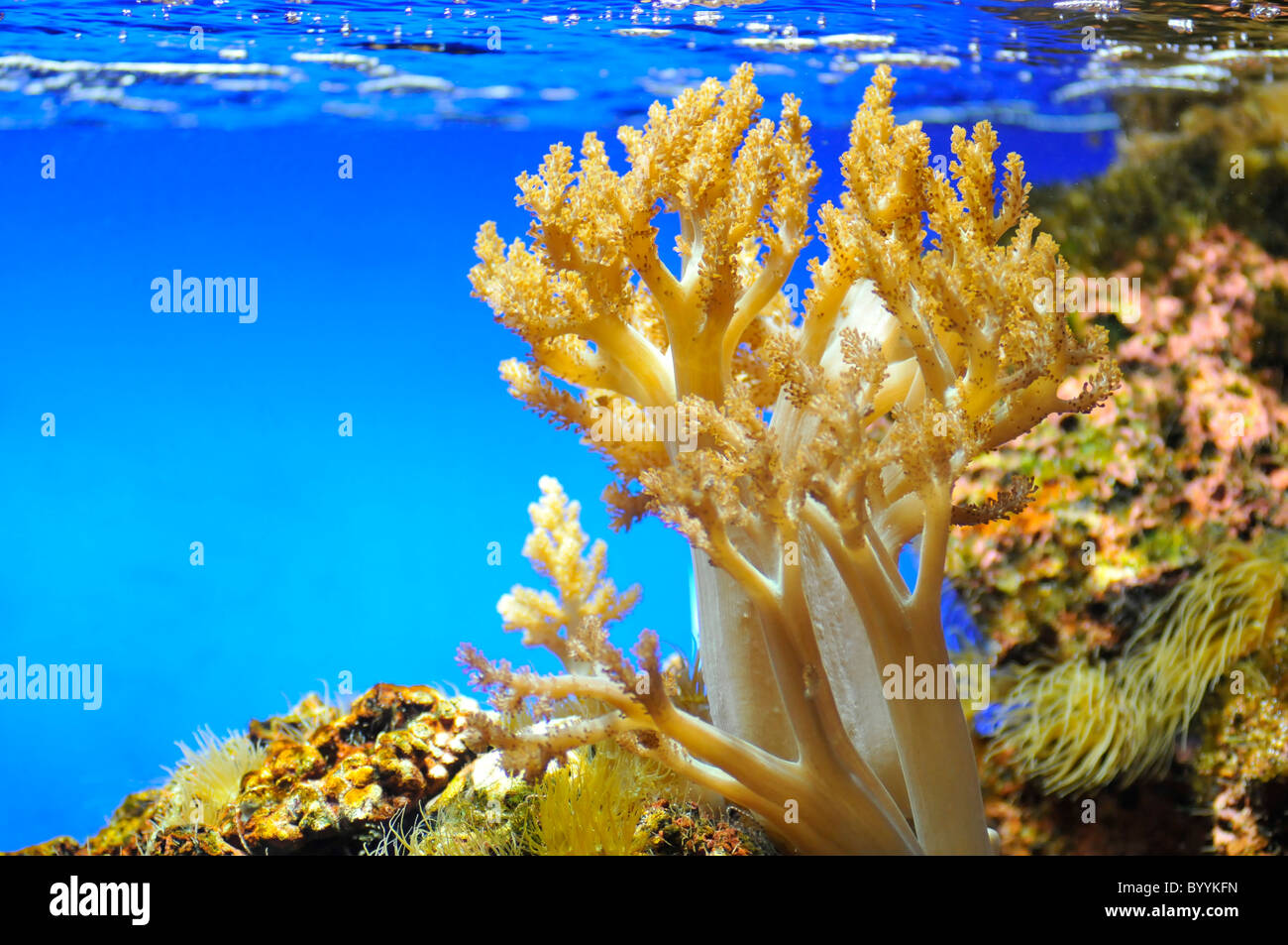 Yellow coral in a aquarium of seawater Stock Photo