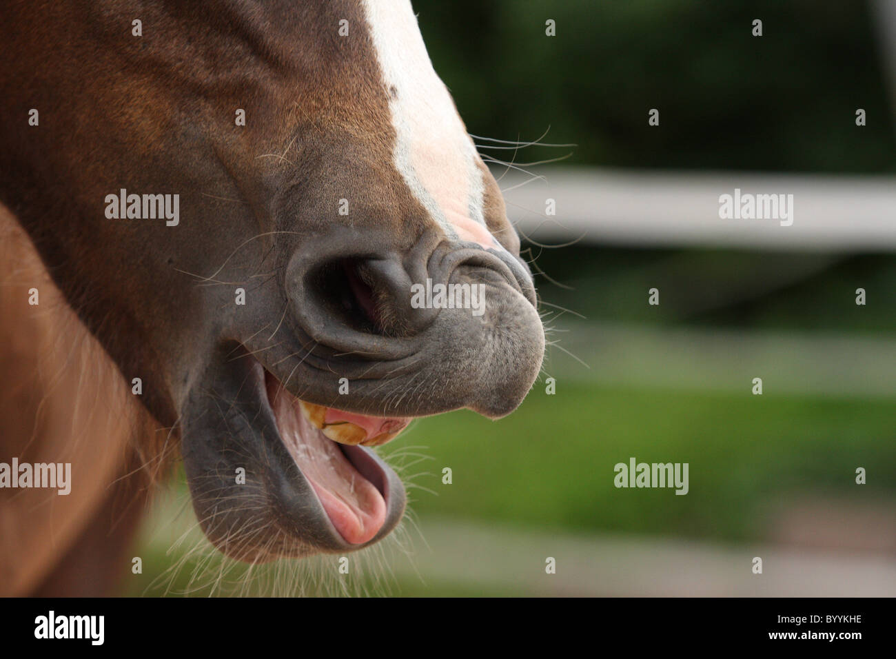 yawning horse Stock Photo Alamy