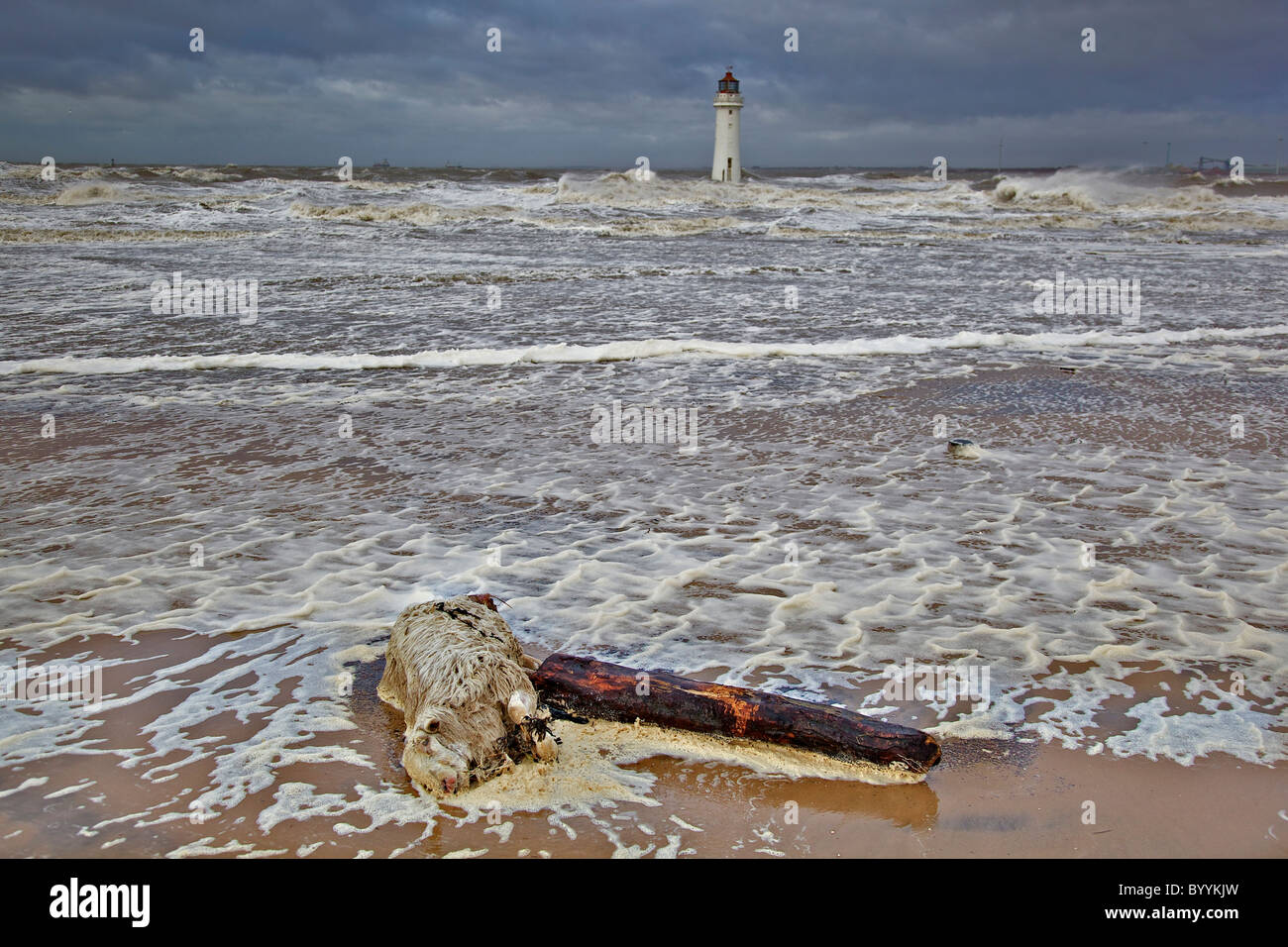 Dead sheep washed up on seashore beach. Stock Photo