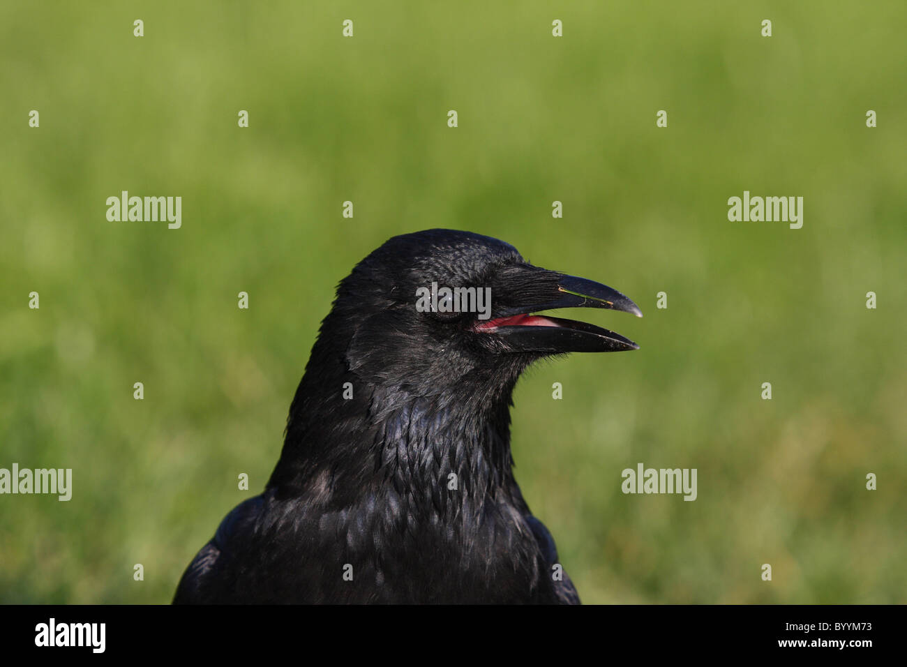Crying crows hires stock photography and images Alamy