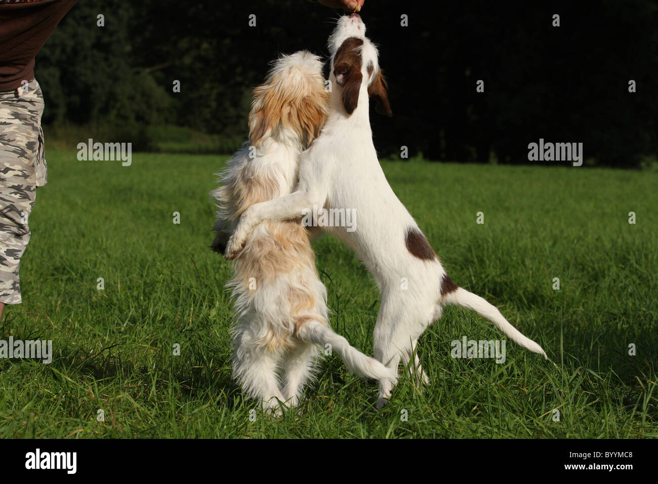 mongrel Stock Photo - Alamy