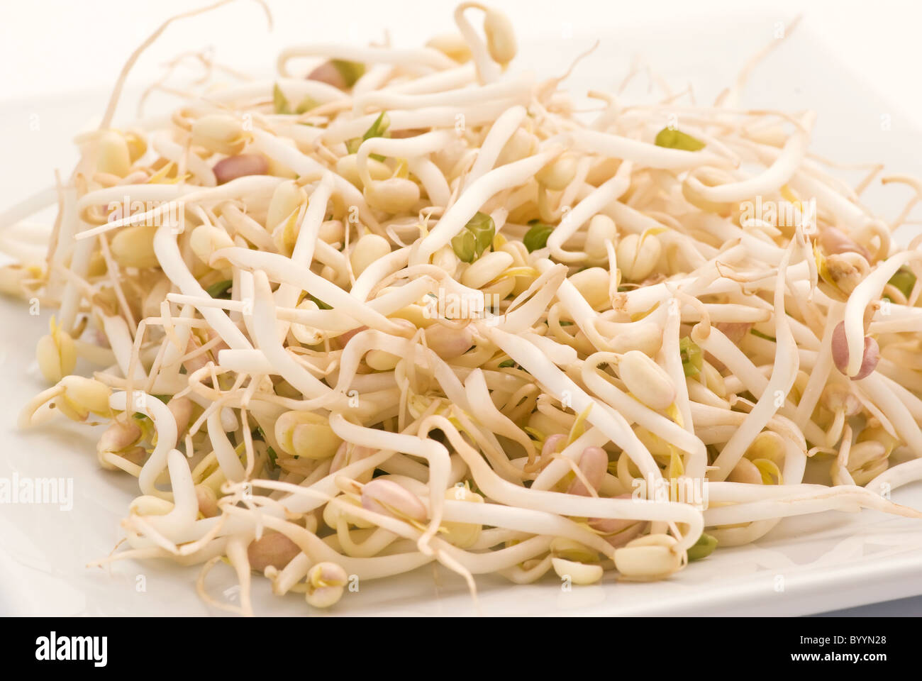 Young mung bean sprouts as closeup on a white plate Stock Photo