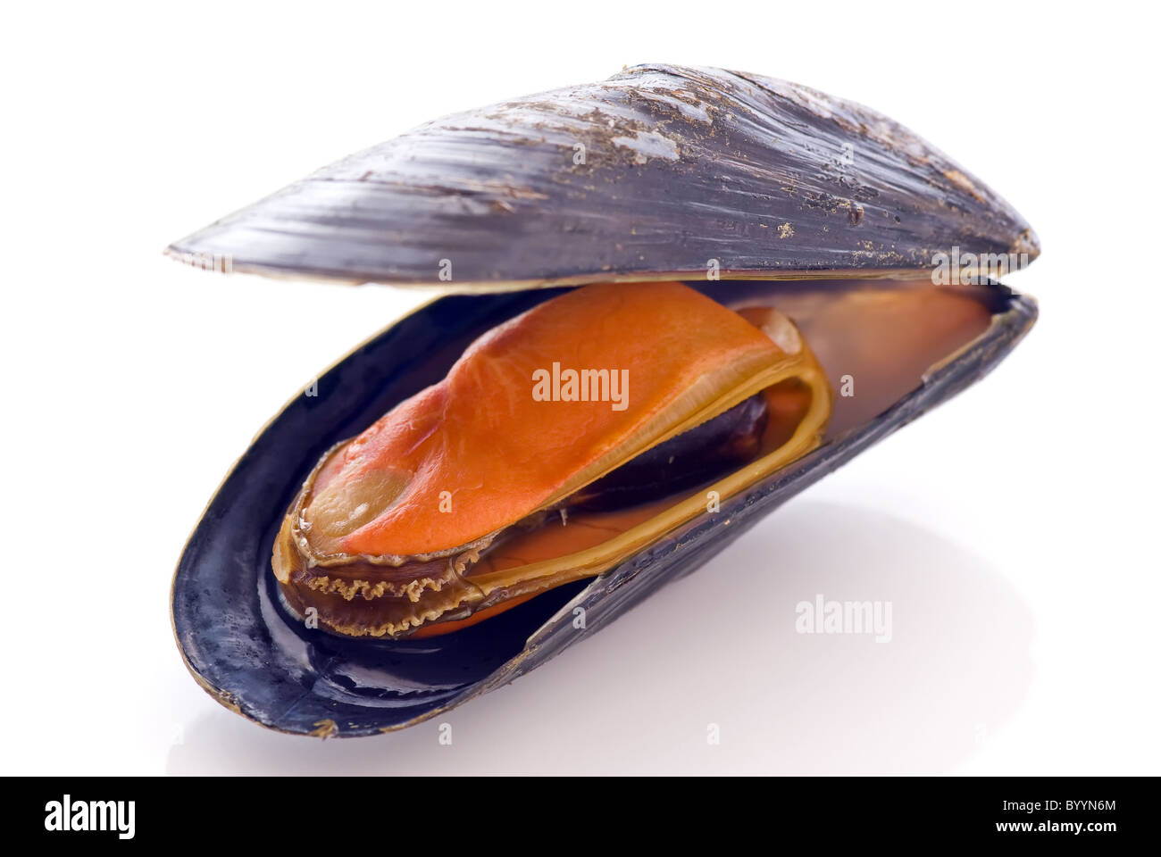 Open common mussel as closeup on white background Stock Photo