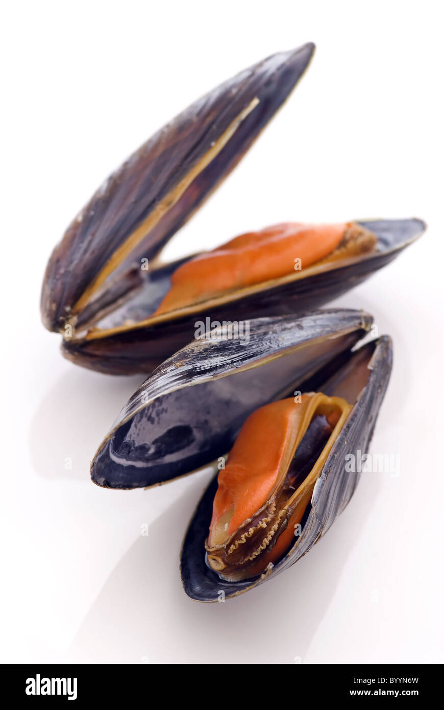 Open common mussel as closeup on white background Stock Photo