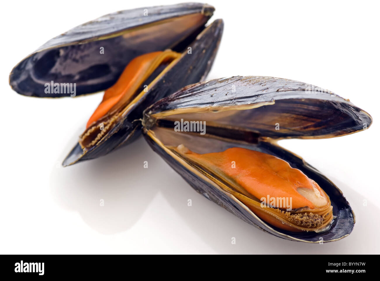 Open common mussel as closeup on white background Stock Photo Alamy