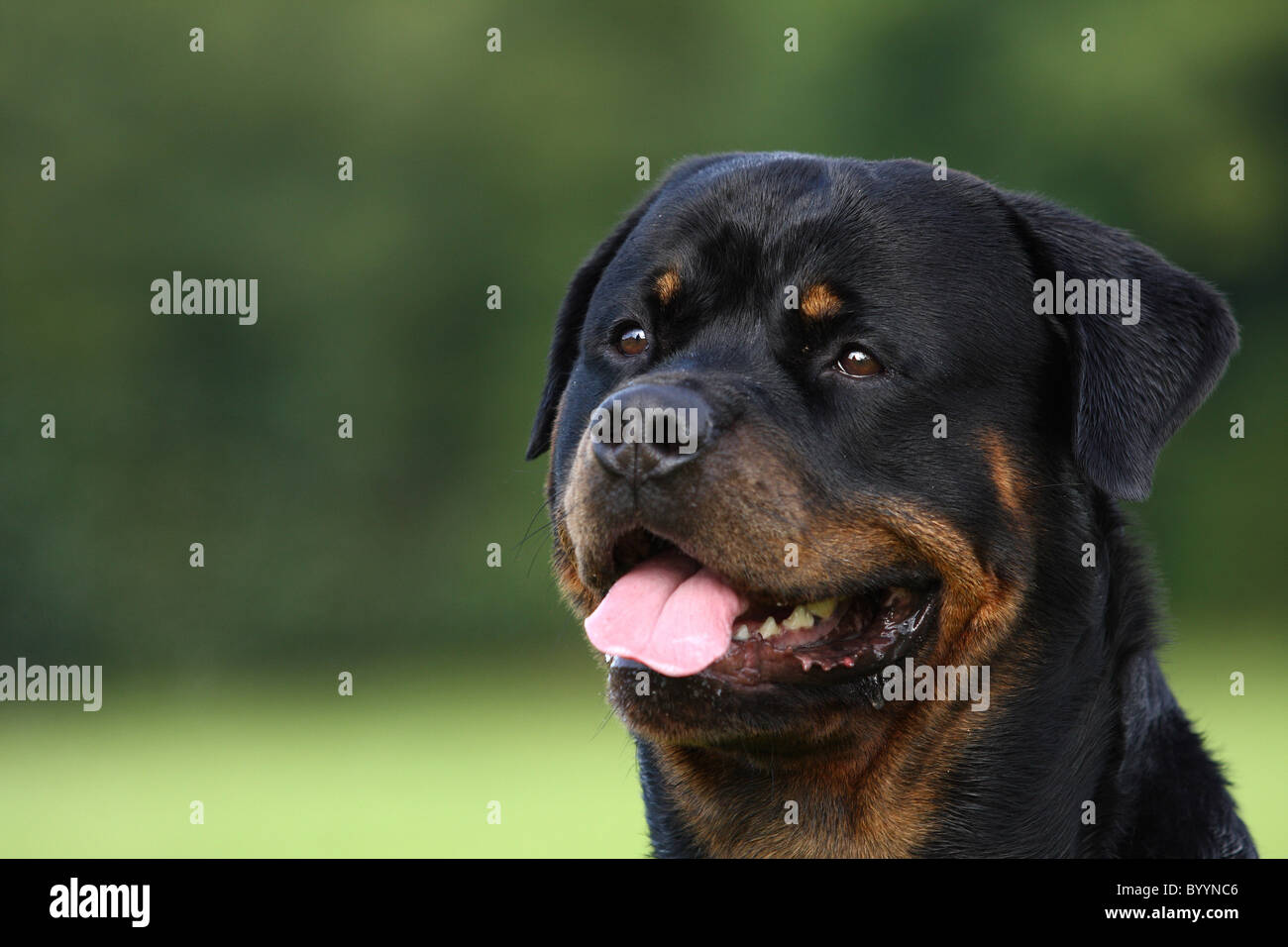 Rottweiler portraits hi-res stock photography and images - Alamy