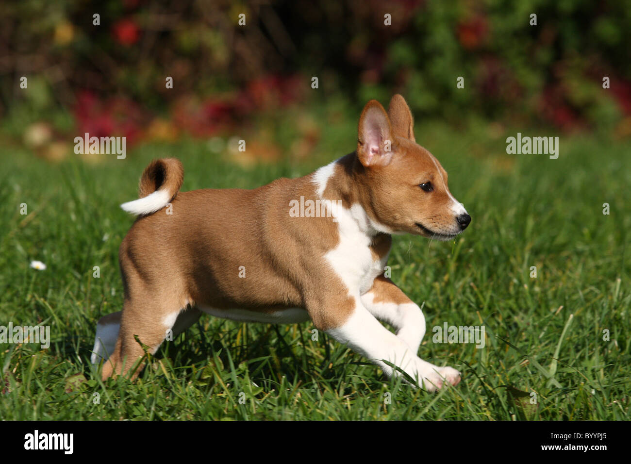 running Basenji puppy Stock Photo Alamy