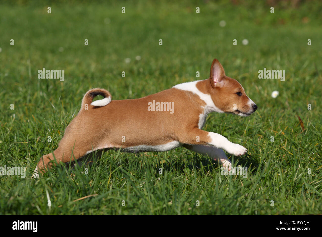 running Basenji puppy Stock Photo Alamy