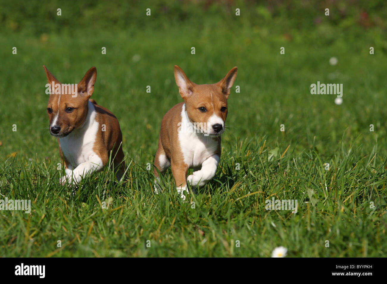 running Basenji puppy Stock Photo Alamy