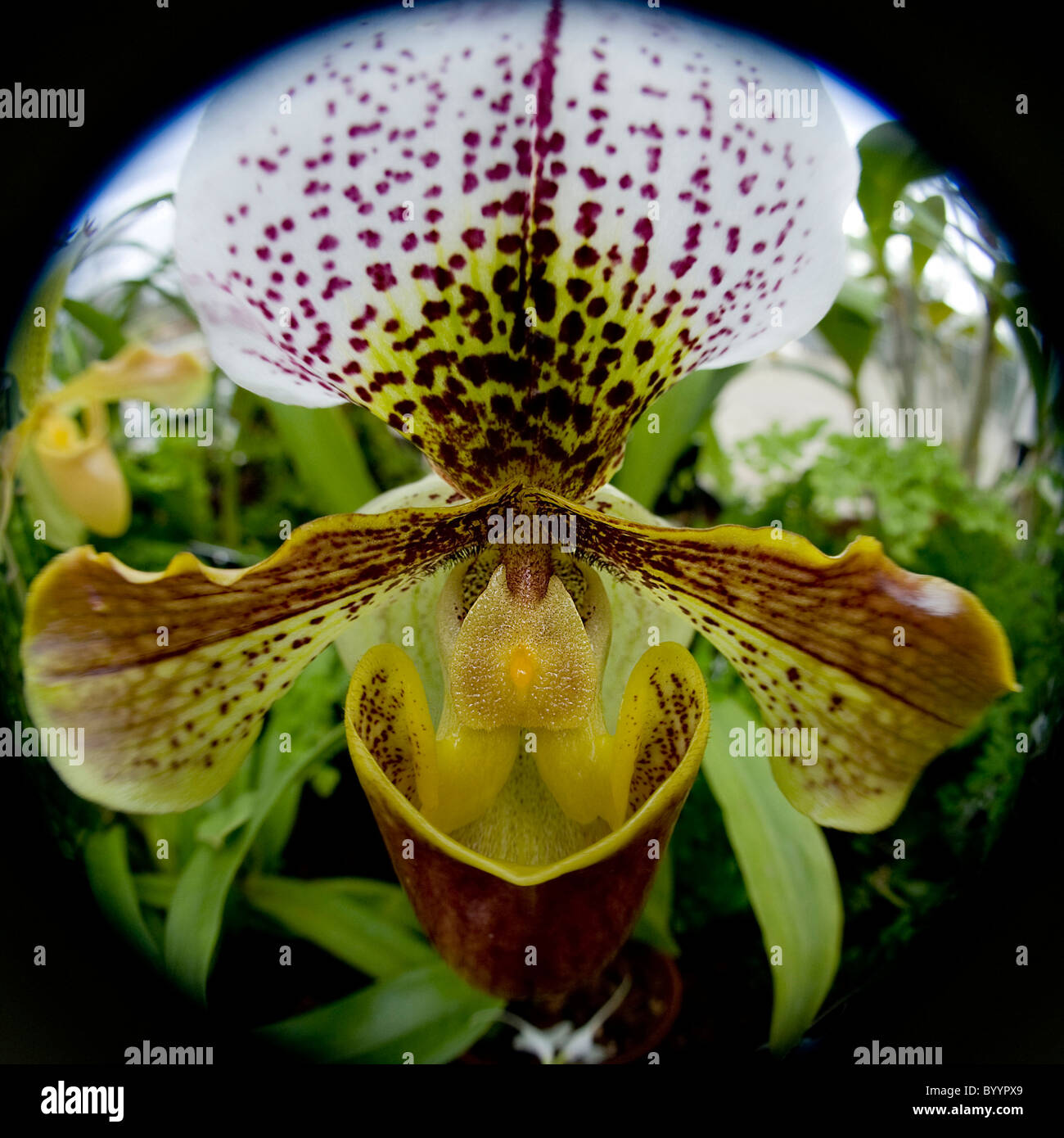 A single Paphiopedilum callosum X Lawrencenum - Hybrid slipper Orchid Stock Photo