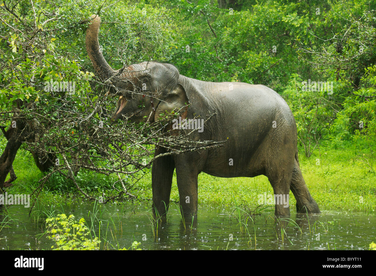 An Asian elephant looking for food in the forest Yala National Park Sri Lanka Stock Photo